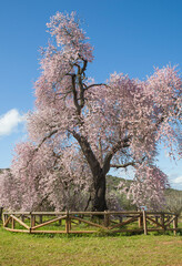Almendro Real, famous almond tree in bloom at Valverde de Leganes