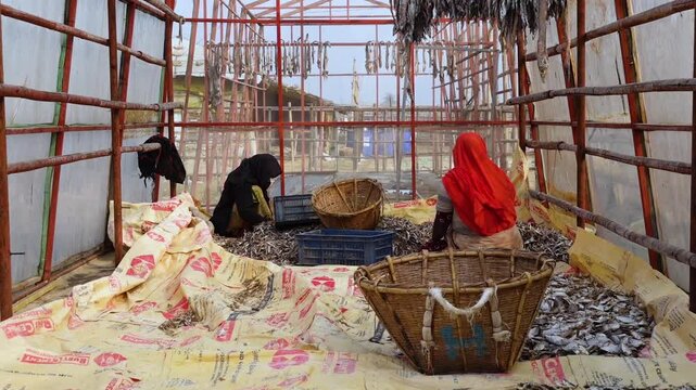 Some female workers are processing dried fish while maintaining hygiene and sitting in a netted house at Nazirartek, Cox's Bazar District.
