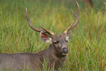 Close-up of sambar deer on field