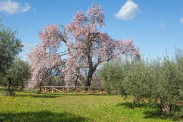 Obraz premium Almendro Real, famous almond tree in bloom at Valverde de Leganes