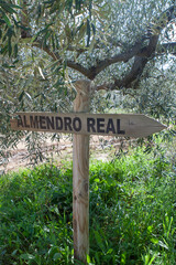 Almendro Real, famous almond tree in bloom at Valverde de Leganes