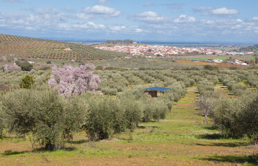 Almendro Real with Valverde de Leganes village at bottom, Badajoz, Spain