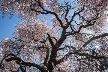 Almendro Real, famous almond tree in bloom at Valverde de Leganes