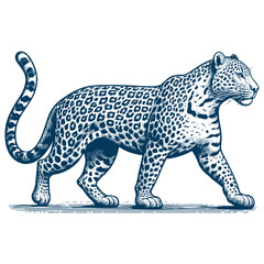 Leopard vector
