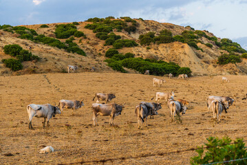 Fototapeta premium rural countryside landscape during a sunny summer day inside Val d'Agri, Basilicata