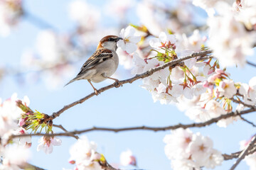 桜の花を咥えるニュウナイスズメ