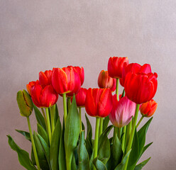 Tulips on the gray background.
