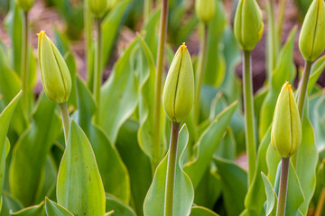 Green tulip buds