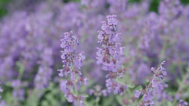 Blooming catnip flower. Catnip or catmint herb. Catnip flower. Nepeta cataria blossoming in a garden on summer day. Beauty in nature. Summer nature blossom flower. Catnip blossom. Macro
