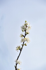 Blossoms of Prunus domestica subsp. insititia or damson tree in spring , close up