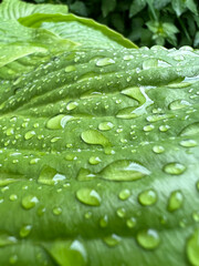 A stunning closeup view showcasing raindrops glistening on a vibrant, lush green leaf