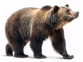 Obraz premium Dynamic Brown Bear in Motion with Rich Fur Tones and Perked Ears