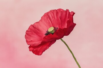 Vibrant red poppy flower illustration.