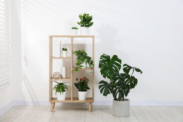 Green potted houseplants and shelving unit near white wall indoors