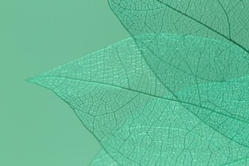 Obraz premium Beautiful skeleton leaves on light green background, macro view
