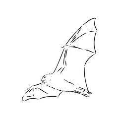 Flying fox bat handing on a branch with leaves. Sketch. Engraving style. Vector illustration.