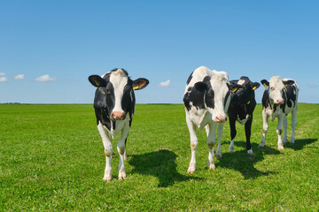 Young black and white Frisian Holstein cows in a sunny pasture under a blue sky looking curiously into the camera 