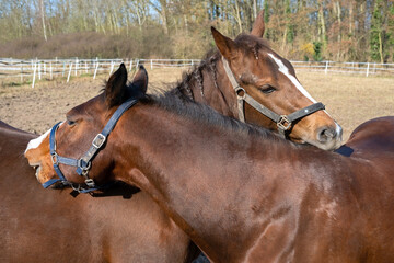 Two brown horses grooming each others mane with their teeth on a sunny day in a pasture