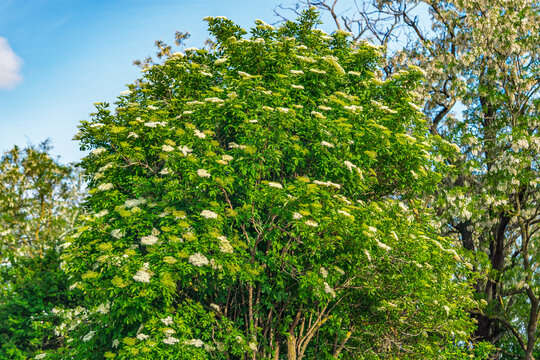 White elderberry flowers in summer day. Black sambucus (Sambucus nigra) white blooms. Beautiful elder flower bush in the garden. Nature blossom Sambucus ebulus background.