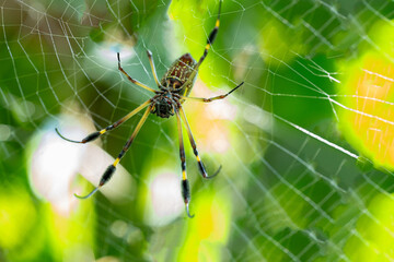 Golden silk orb weaver spider on its web in a tropical forest (Nephila clavipes), in Cahuita National Park, Costa Rica
