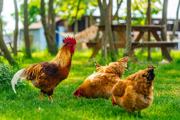 colourful rooster with hens on green nature background. A large red rooster stands in the grass on a sunny day. Portrait of a beautiful crowing cock on a green summer background. 
