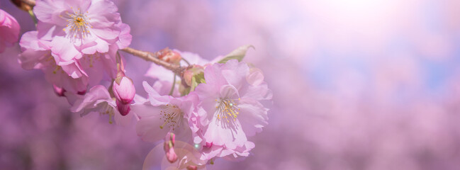 Obraz premium Beautiful Blooming Cherry Blossoms Against a Soft Gradient Sky