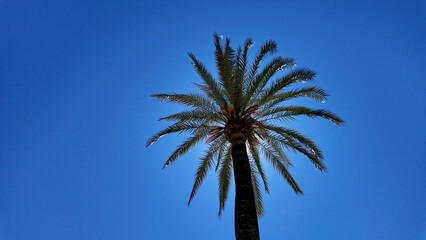 Palm tree standing out against the clear blue sky of Marbella, Spain