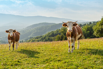 two brown and white cow with horns on green pasture. Farm animal concept. Portrait of an animal, eco farming.