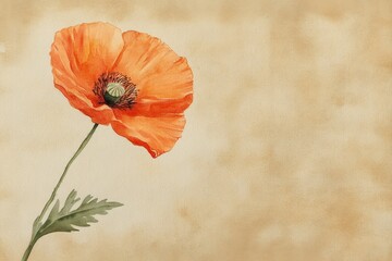 Vivid orange poppy on aged parchment paper.