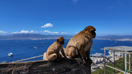 Barbary macaques observing the Strait of Gibraltar from the Rock of Gibraltar