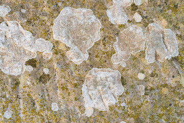 Lichen patterns on a weathered stone surface, creating a natural organic texture suitable for backgrounds, environmental design themes and eco-inspired visual compositions.