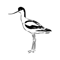 Obraz premium sandpiper on the beach vector illustration