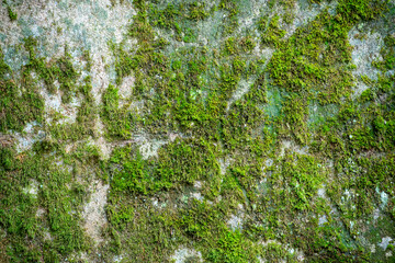 Moss-covered surface with natural green textures over weathered stone, providing an organic background suitable for nature, eco, and rustic design applications.