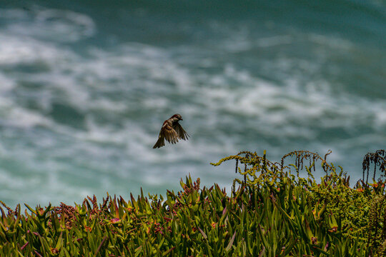A sparrow mid-flight above a coastal cliff covered in ice plant vegetation, with ocean waves in the background near the Atlantic coast of Portugal.