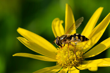 marmalade hoverfly on flower
