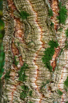 Close-up of textured tree bark with green moss details. Natural surface rich in color and pattern, ideal for nature backgrounds, design, or botanical and forest themes.