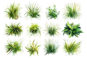 Collection of Lush Green Grass and Foliage  isolated on transparent background
