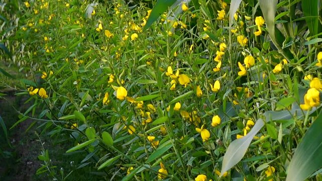 Yellow Pigeon Peas Blossoms. Some branches of pigeon pea (Cajanus cajan) display bright yellow blossoms.