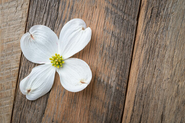 Single, white dogwood bloom on a wooden background.