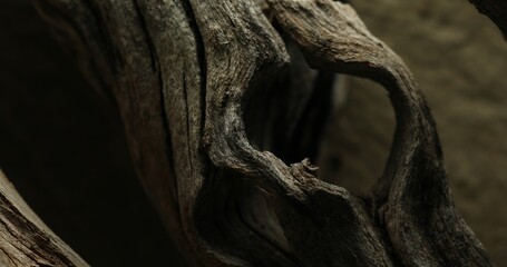 Close-up of weathered driftwood with a hollow curved shape
