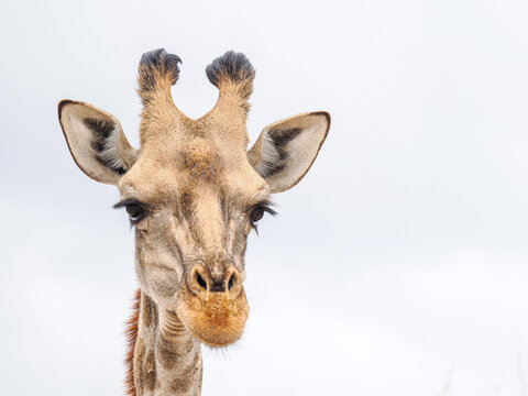 Front-facing close-up of a giraffe's head with neutral sky background, highlighting facial features