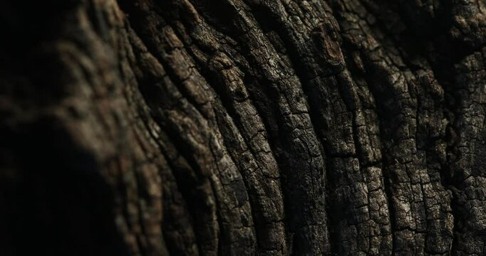 Dark Textured Tree Bark with Deep Grooves