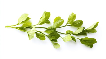 Obraz premium Fresh butter lettuce, isolated on a white background, vibrant green leaves showcasing their crisp texture.