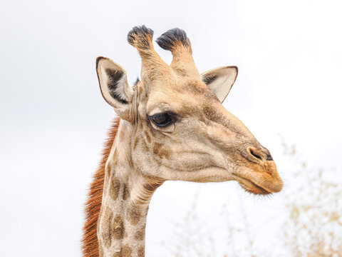 Front-facing close-up of a giraffe's head with neutral sky background, highlighting facial features