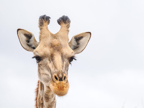 Front-facing close-up of a giraffe's head with neutral sky background, highlighting facial features