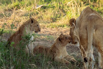 Lions Safari