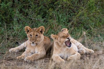 Lion cubs Kenya