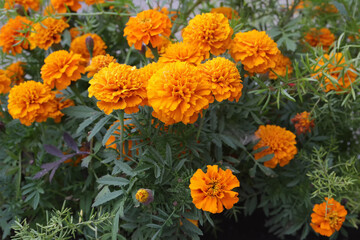Orange marigold flowers on the lawn