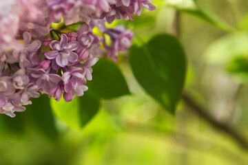 Blooming lilac flowers with sunlight, against blue sky. 