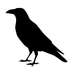 crow black silhouette icon - perfect for designs about jungle animals crow nature, wildlife, rainforest, vector art